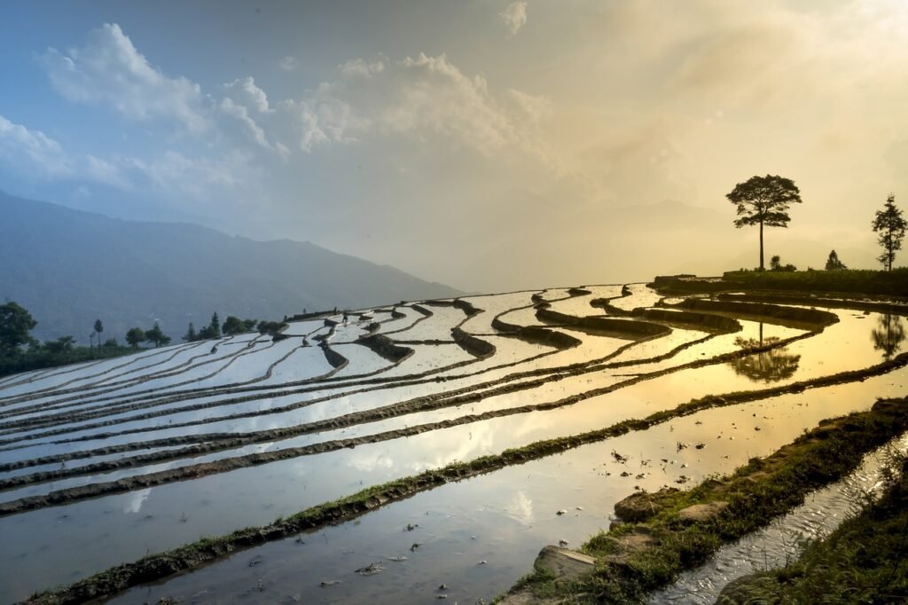 rice field, nature, nature wallpaper-3490060.jpg